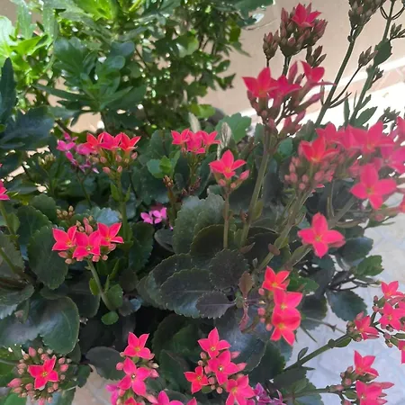 Gergana 게스트하우스 키텐