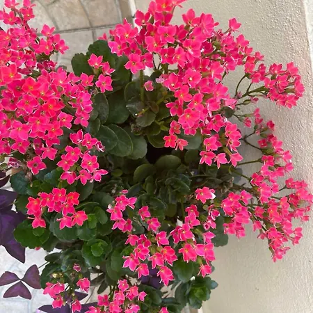 Gergana 게스트하우스