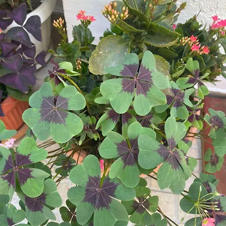 Gergana 게스트하우스 키텐