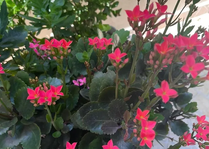 Gergana Къща за гости Китен