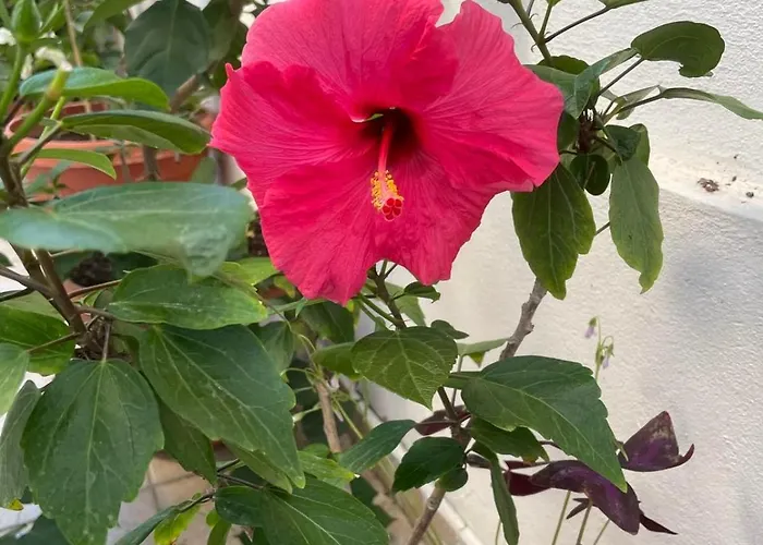 Къща за гости Gergana Китен