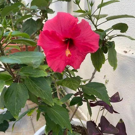 Vendégház Gergana Kiten