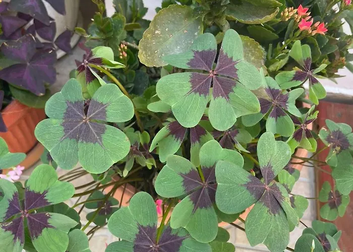 Gergana Gasthof Kiten (Burgas)